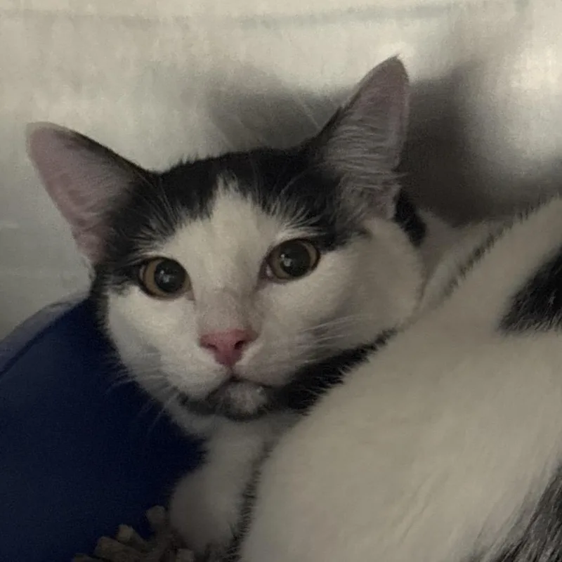 A baby medium-sized male Black Domestic Short Hair cat named Clever for adoption in Spokane, WA