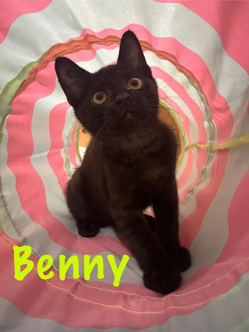 Benny  Willow Grove thumbnail 2