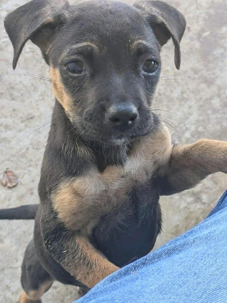 A baby medium-sized female Terrier dog named Bertha for adoption in Sorrento, LA