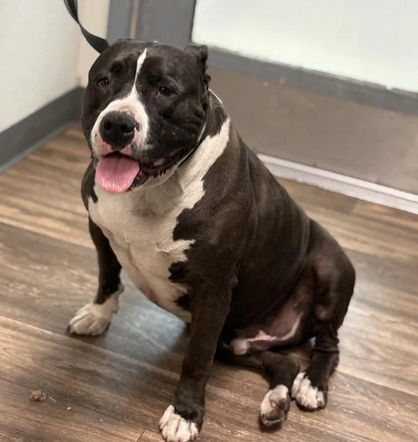 An adult large-sized male Pit Bull Terrier dog named Cardi for adoption in San Diego, CA