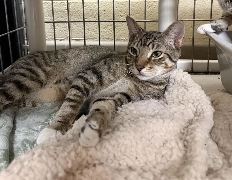 A young medium-sized male Tabby (Brown / Chocolate) Domestic Short Hair cat named Fireball for adoption in Wantagh, NY
