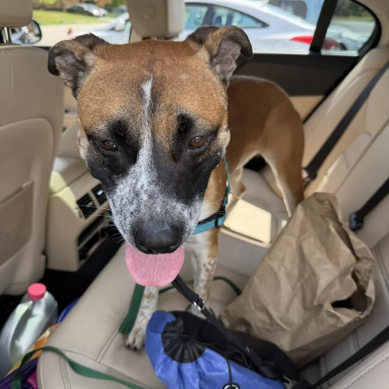 An adult medium-sized male Yellow / Tan / Blond / Fawn Mixed Breed dog named Flimflam for adoption in Pittsburgh, PA