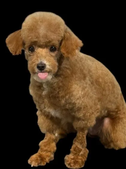 An adult small-sized male Poodle dog named Koda for adoption in Fort Worth, TX