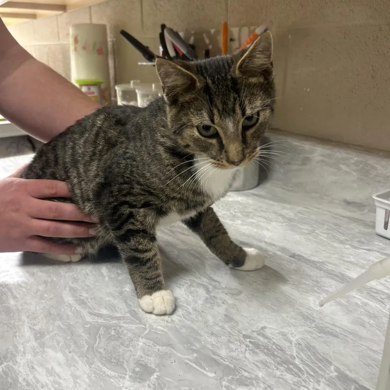 A young medium-sized male Black Domestic Short Hair cat named Fenix for adoption in Lewisburg, WV