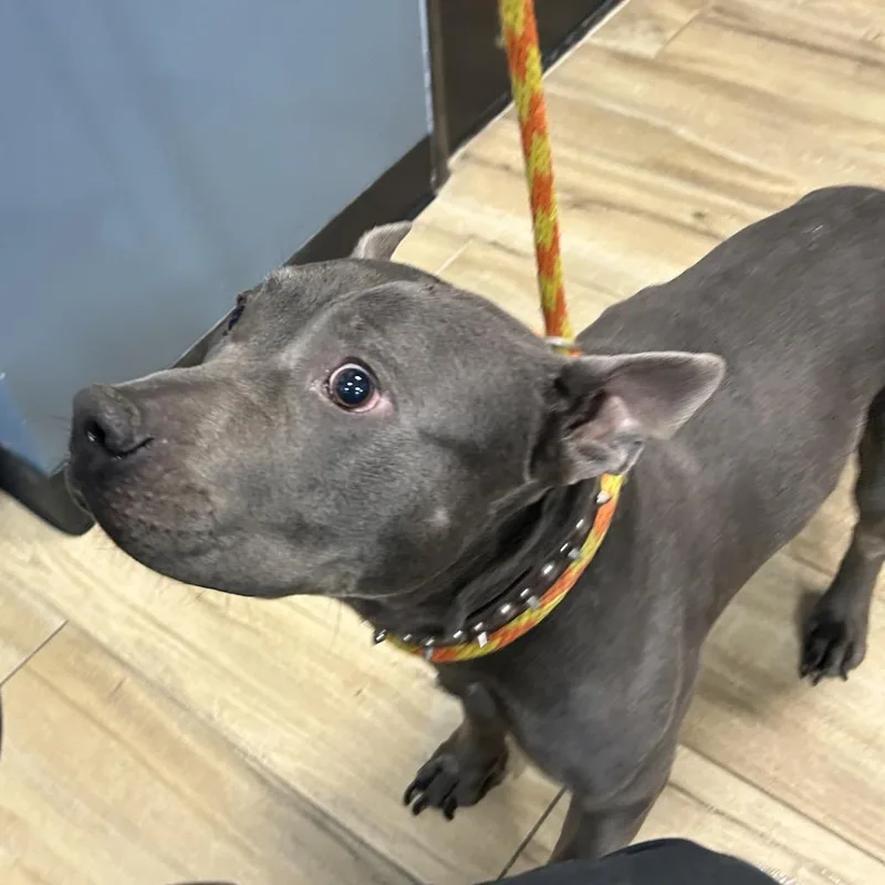 A baby small-sized male Pit Bull Terrier dog named Tank for adoption in Newark, NJ