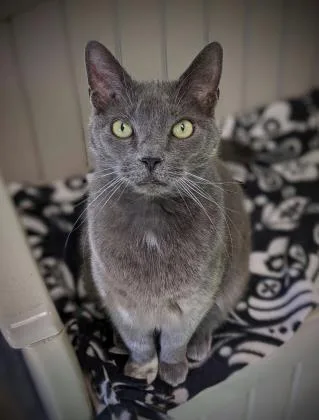 Scarlette thumbnail 2