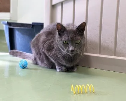 Scarlette thumbnail 3