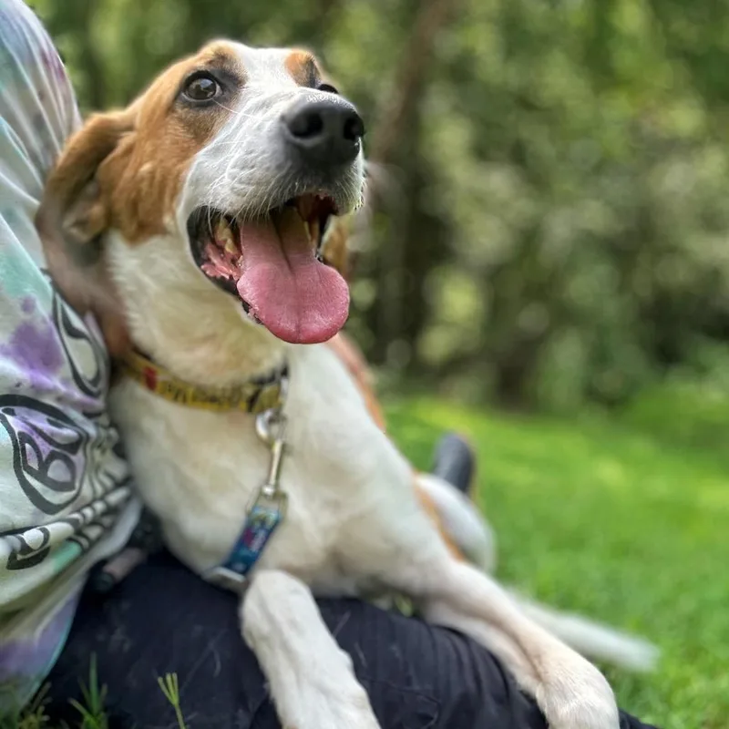 An adult medium-sized male Mixed Breed dog named Ernest for adoption in Fredericksburg, VA