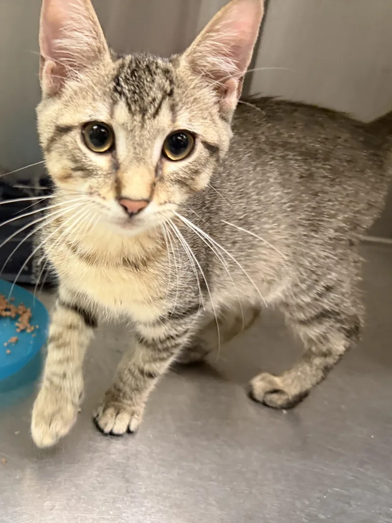 A baby medium-sized male Tabby (Brown / Chocolate) Domestic Short Hair cat named Samoa for adoption in Wantagh, NY
