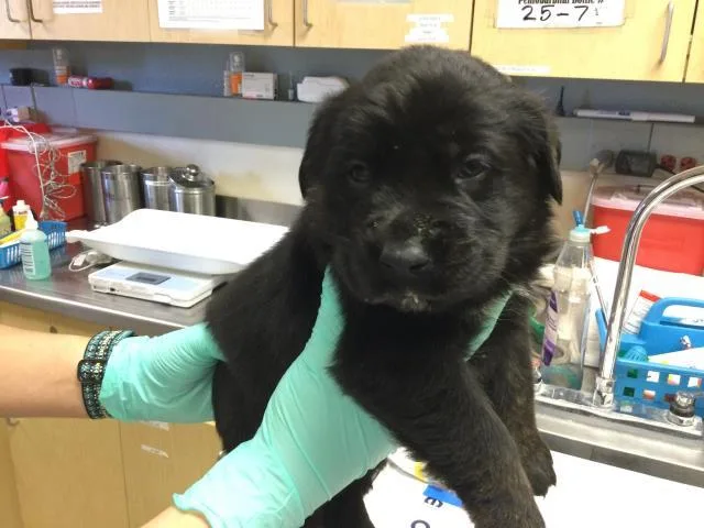 A baby small-sized male German Shepherd Dog dog named Chips for adoption in Riverside, CA