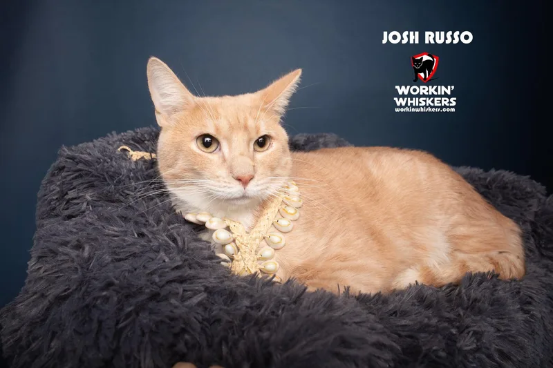 A young medium-sized male Orange / Red Domestic Short Hair cat named Josh Russo for adoption in HEMET, CA