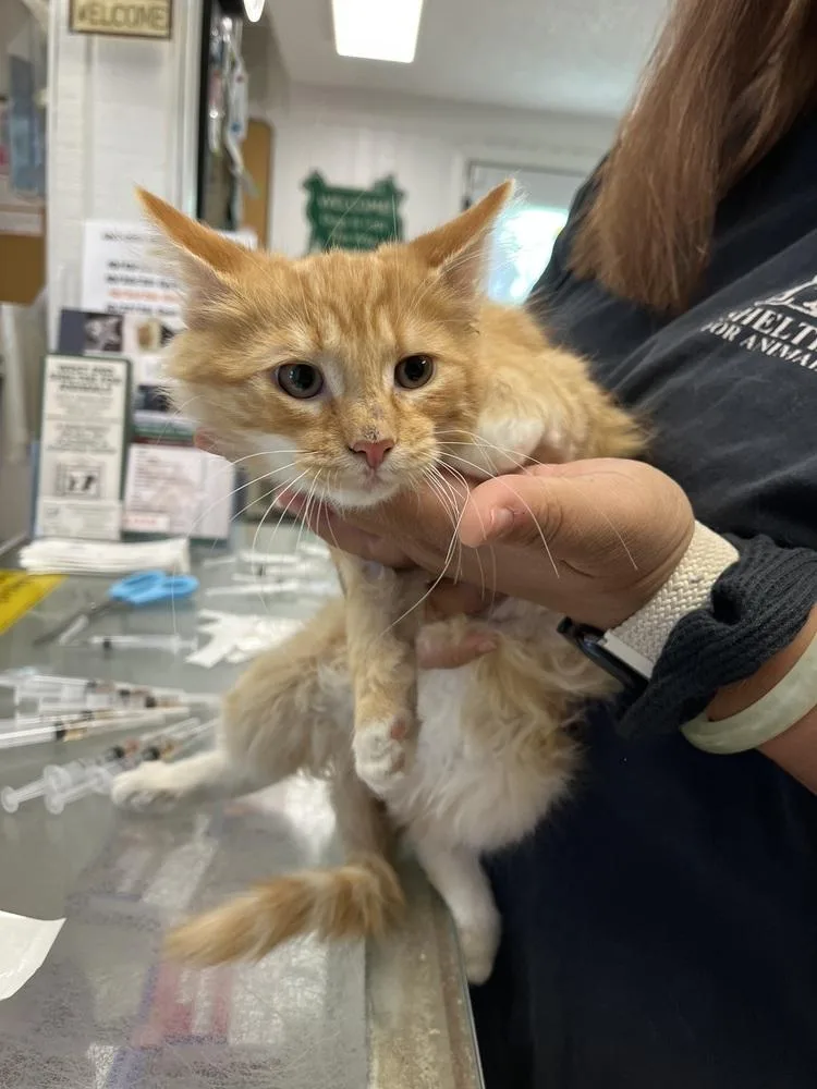 A young small-sized male Domestic Medium Hair cat named Dylan for adoption in Ontario, CA