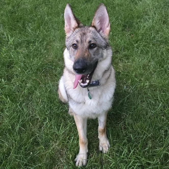An adult medium-sized female Brown / Chocolate Shepherd dog named Delphine for adoption in Buffalo, MN