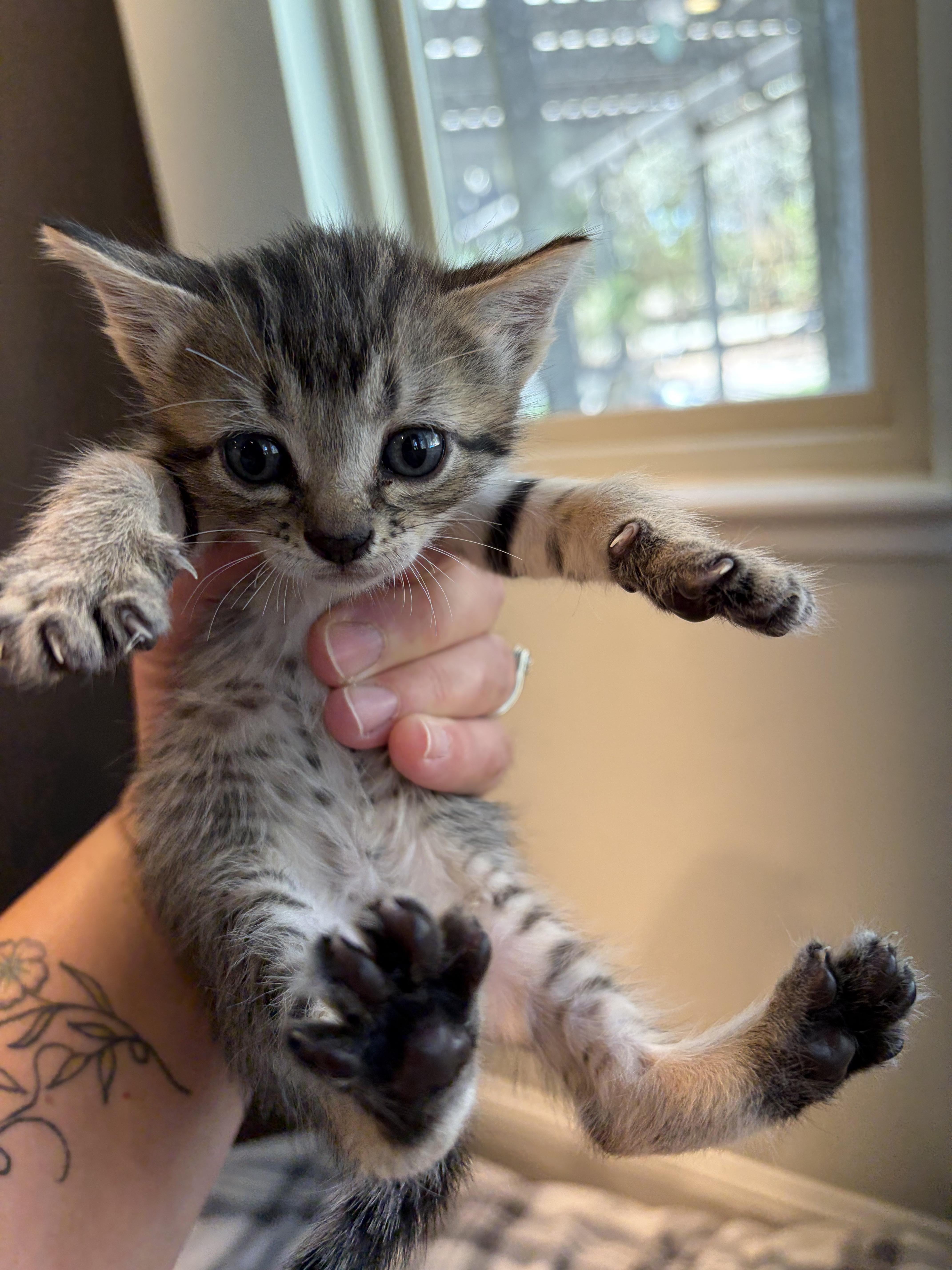 A baby medium-sized female Tabby (Gray / Blue / Silver) Domestic Short Hair cat named Poppy for adoption in Tracy, CA