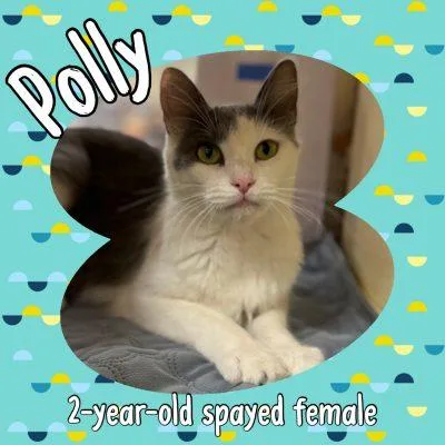 Polly