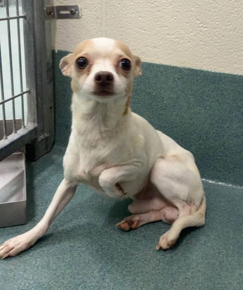 A senior small-sized male Mixed Breed dog named Mytho for adoption in Raleigh, NC