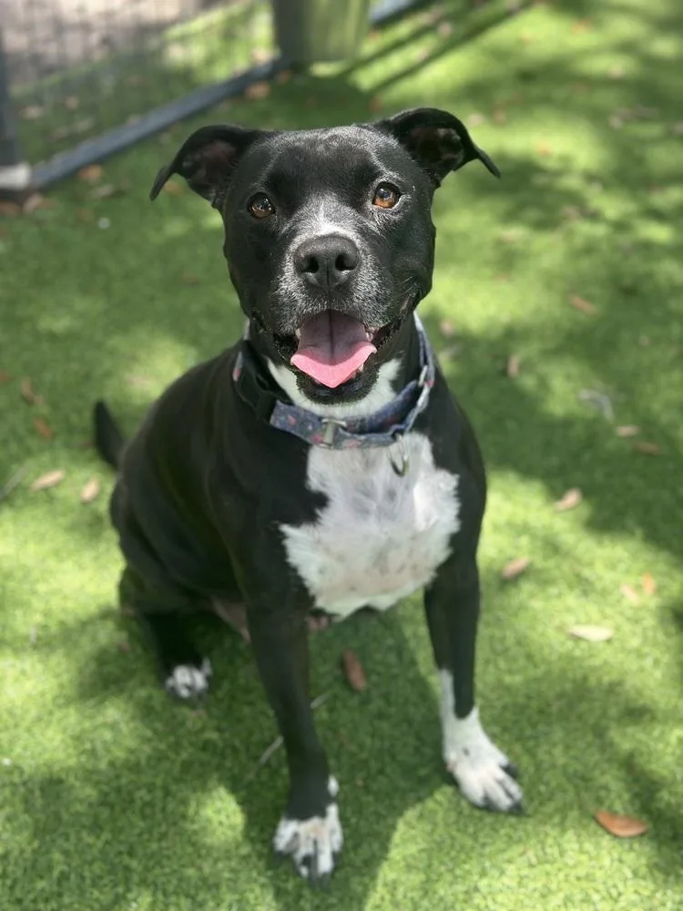 An adult medium-sized female Tricolor (Brown, Black, & White) American Bulldog dog named Dolly for adoption in Lakeland, FL