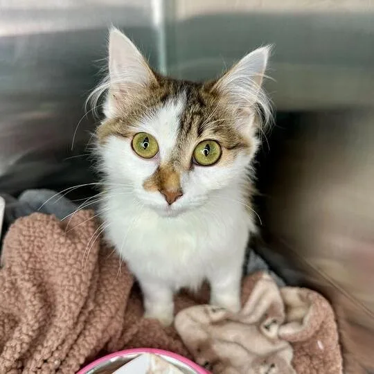A young small-sized female Brown / Chocolate Domestic Medium Hair cat named Tiny for adoption in Matteson, IL