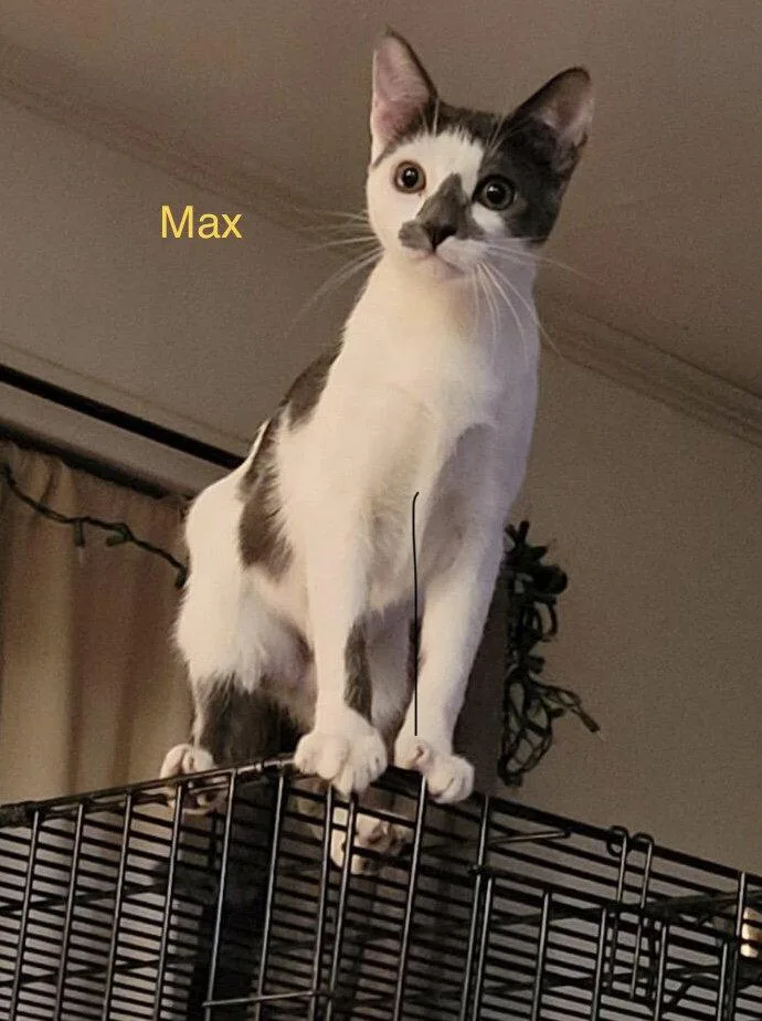 A young small-sized female Gray & White Domestic Short Hair cat named Max for adoption in Houston, TX