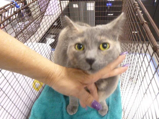 An adult small-sized female Domestic Short Hair cat named Athena for adoption in Kalamazoo, MI