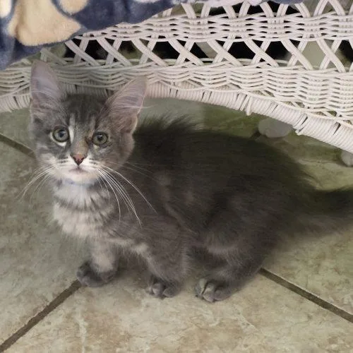 A baby small-sized male Domestic Medium Hair cat named Wade for adoption in Elizabeth, IL