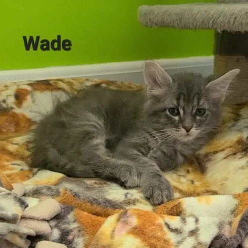 Wade thumbnail 3