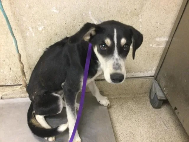 A young medium-sized male Shepherd dog named Porky for adoption in Riverside, CA