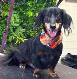 A senior small-sized male Black Dachshund (Long Haired) dog named Zeke for adoption in Sudbury, MA