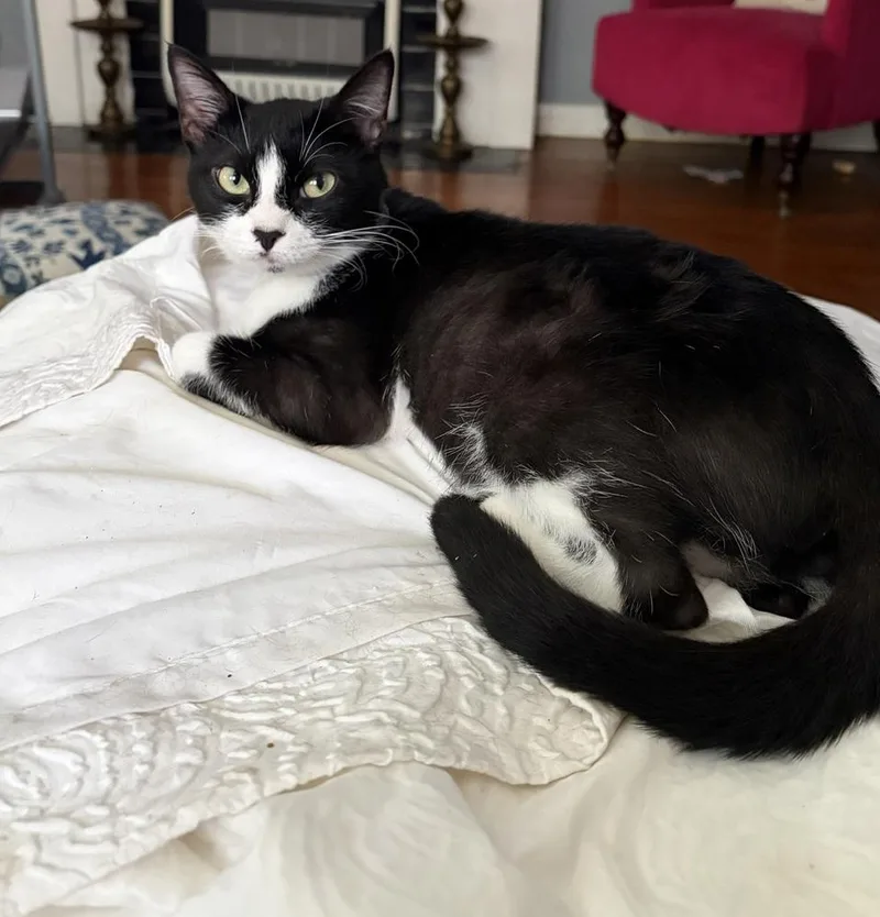 A young medium-sized female Domestic Short Hair cat named Mary Elena for adoption in Dallas, TX