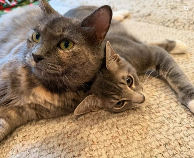 An adult medium-sized female Domestic Medium Hair cat named Rumours: Stevie Nicks for adoption in Warren, CT