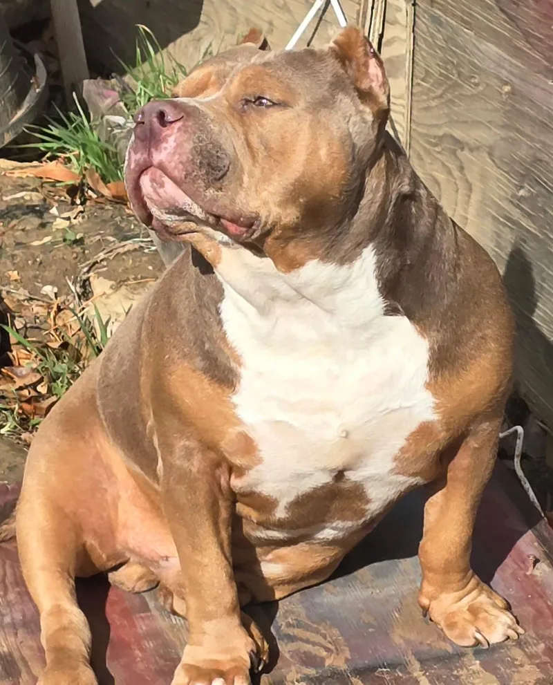A senior large-sized male American Bulldog dog named Bruce for adoption in Fremont, CA