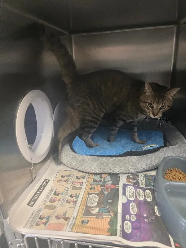 An adult medium-sized male Domestic Short Hair cat named Jack for adoption in Cortland, NY