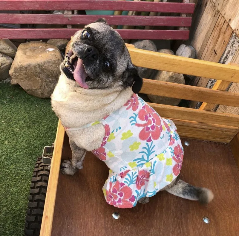 An adult small-sized female Pug dog named Bonita for adoption in Oakland, CA