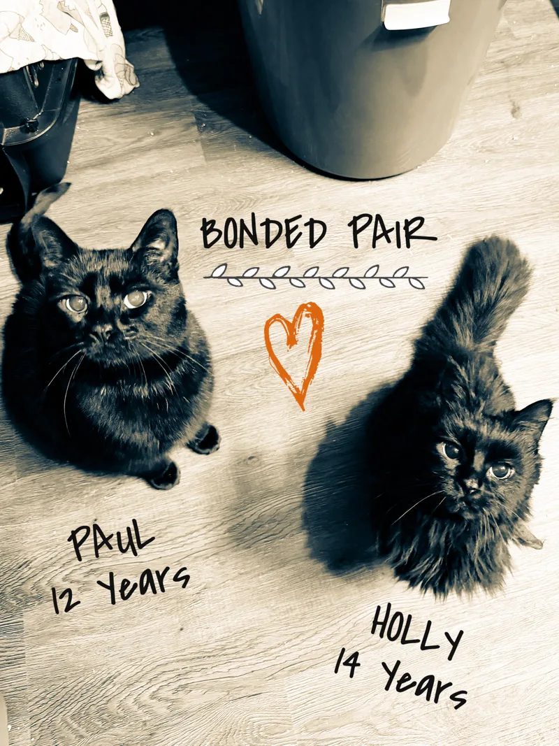 A senior large-sized male Domestic Short Hair cat named Paul Varjak for adoption in Sartell, MN