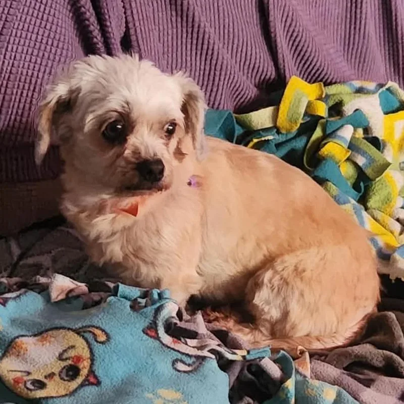 Lucky  Missouri thumbnail 4