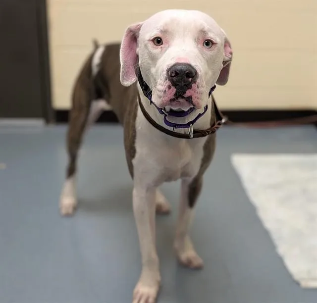 A young large-sized male Pit Bull Terrier dog named Puddle for adoption in Denver, CO