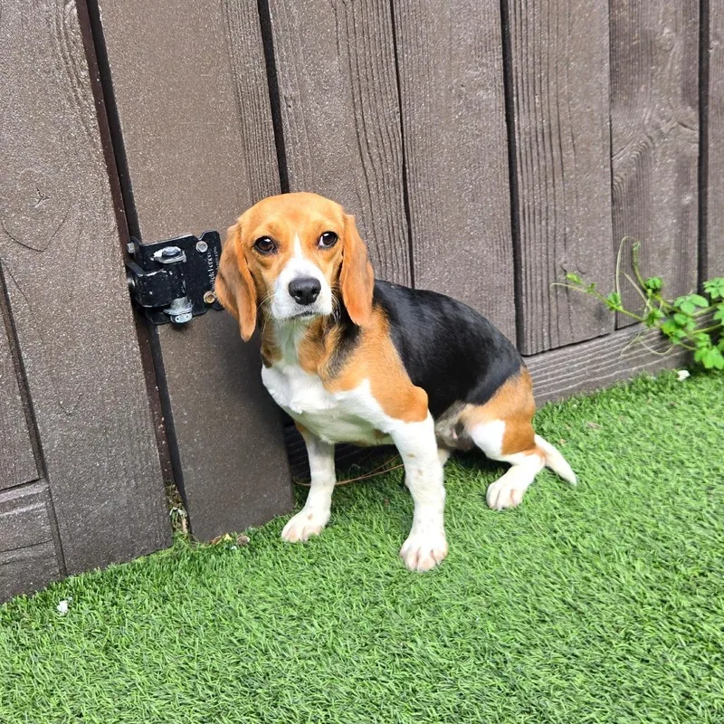 A young small-sized female Brown / Chocolate Beagle dog named Tina for adoption in LOXAHATCHEE, FL