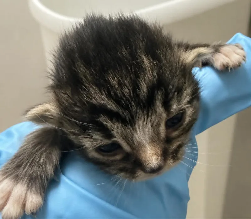 A baby small-sized male Brown / Chocolate Domestic Short Hair cat named Hart for adoption in Evansville, IN