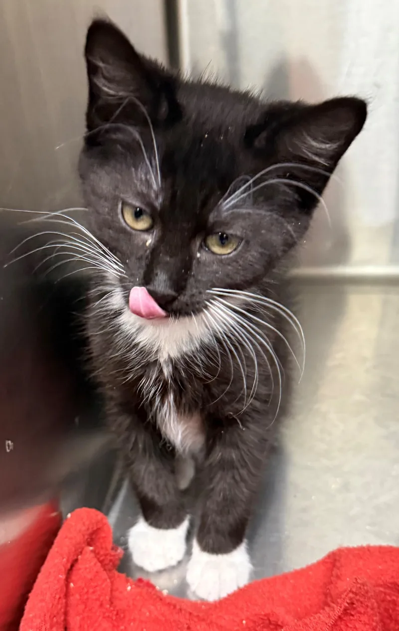 A baby medium-sized female Domestic Short Hair cat named Princess for adoption in Edison, NJ