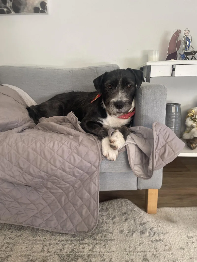 A young medium-sized male German Wirehaired Pointer dog named Lady for adoption in Orange, CA