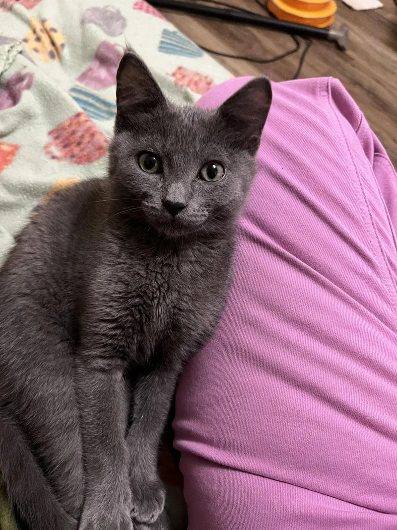 A baby medium-sized male Gray / Blue / Silver Domestic Short Hair cat named Grier for adoption in Eureka, MO
