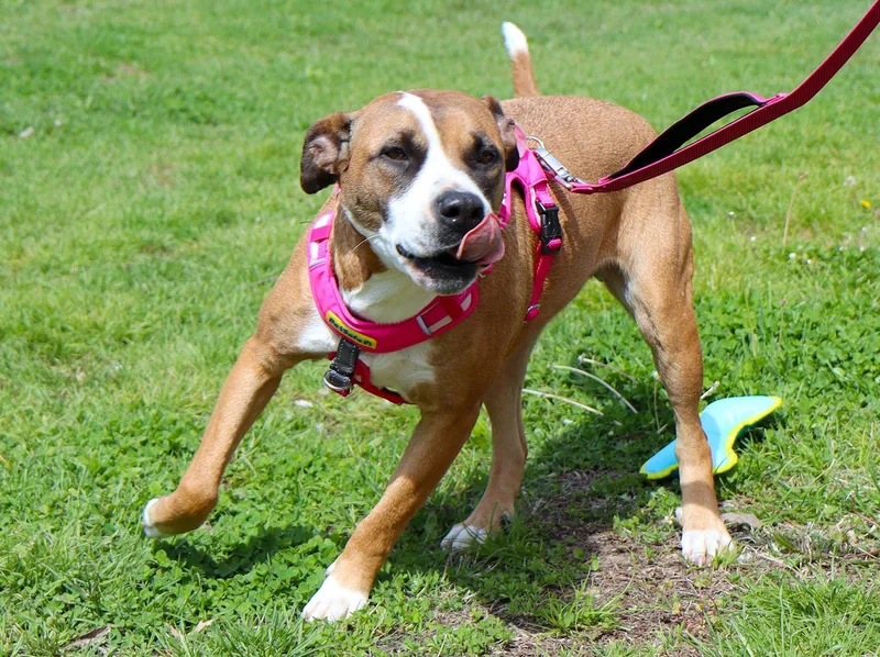An adult medium-sized female Terrier dog named Kiona Skye Cl for adoption in Kansas City, MO