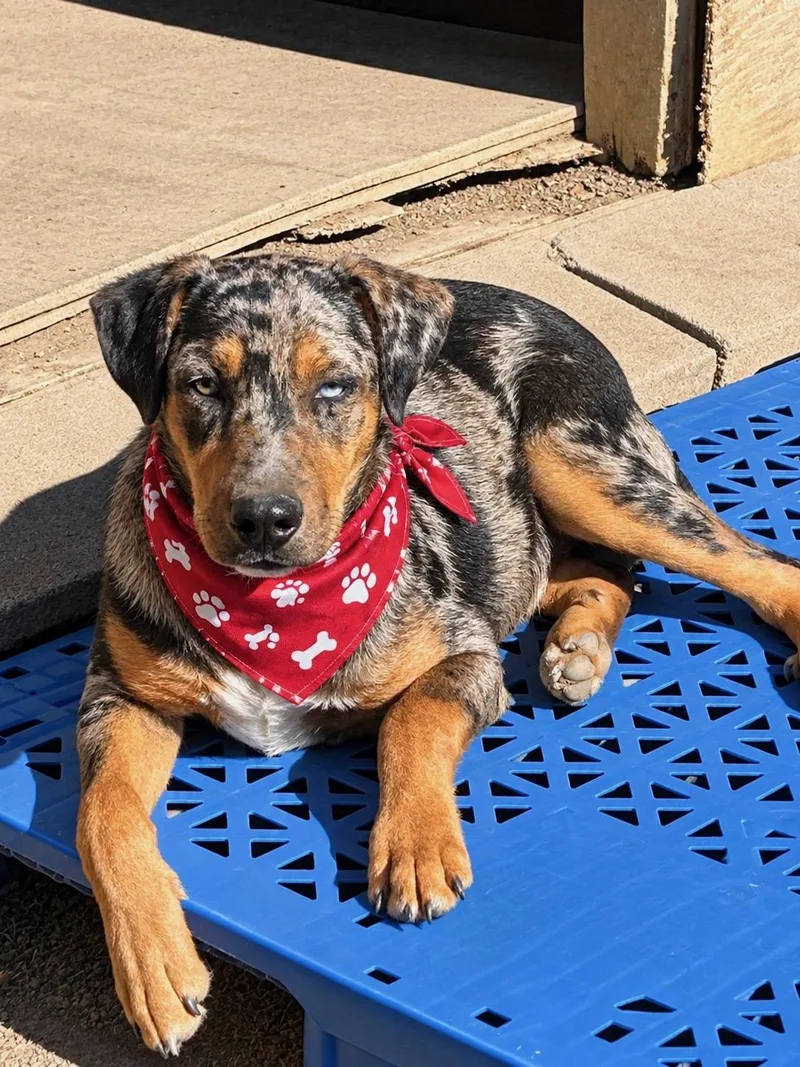 A baby medium-sized male Catahoula Leopard Dog named Bucky for adoption in Okolona, MS