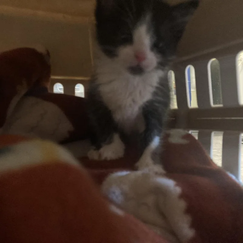 A baby small-sized female Gray / Blue / Silver Domestic Short Hair cat named Fern for adoption in Charlottesville, VA