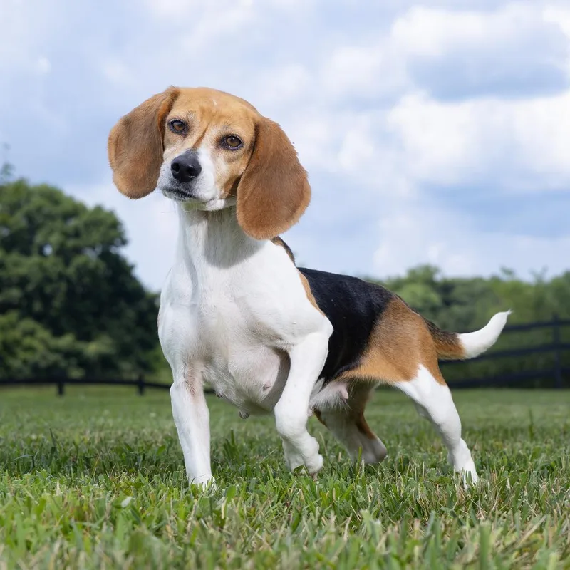 An adult small-sized female Black Beagle dog named Poppyseed Bagel for adoption in Franklin, TN