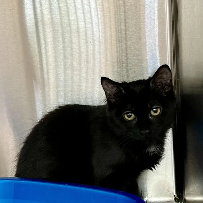 A baby small-sized female Domestic Medium Hair cat named Malone for adoption in Cumming, GA