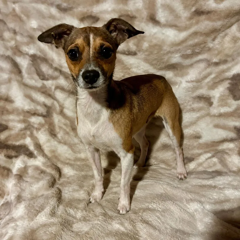 A young small-sized male Yellow / Tan / Blond / Fawn Chihuahua dog named Jackson for adoption in Pelham, NH