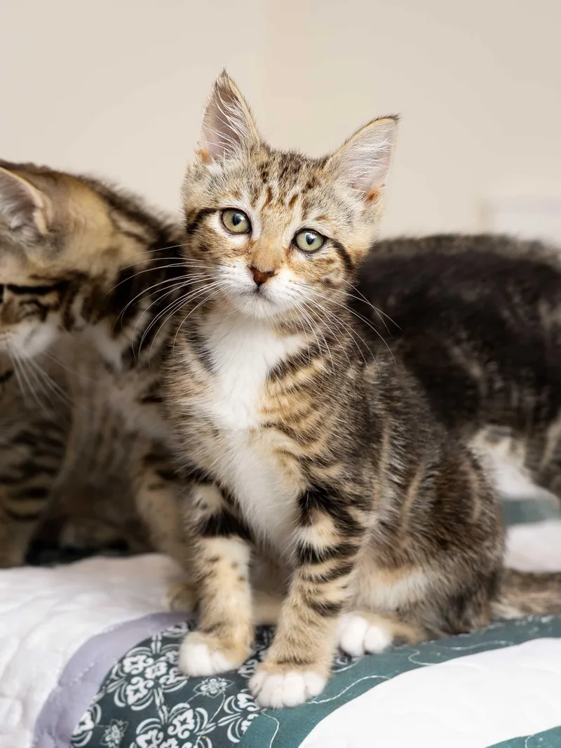 A baby large-sized male Tabby (Brown / Chocolate) Domestic Short Hair cat named Douglas Fir And Madrona for adoption in Seattle, WA