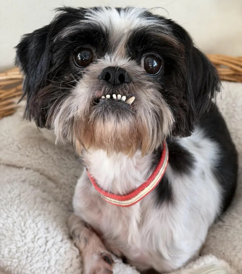 A young small-sized female White / Cream Shih Tzu dog named Howie for adoption in Lawrenceville, GA