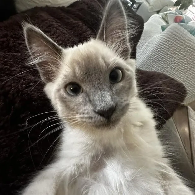 Dustin Sweet SiameseHimalayan